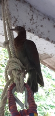 Patagioenas