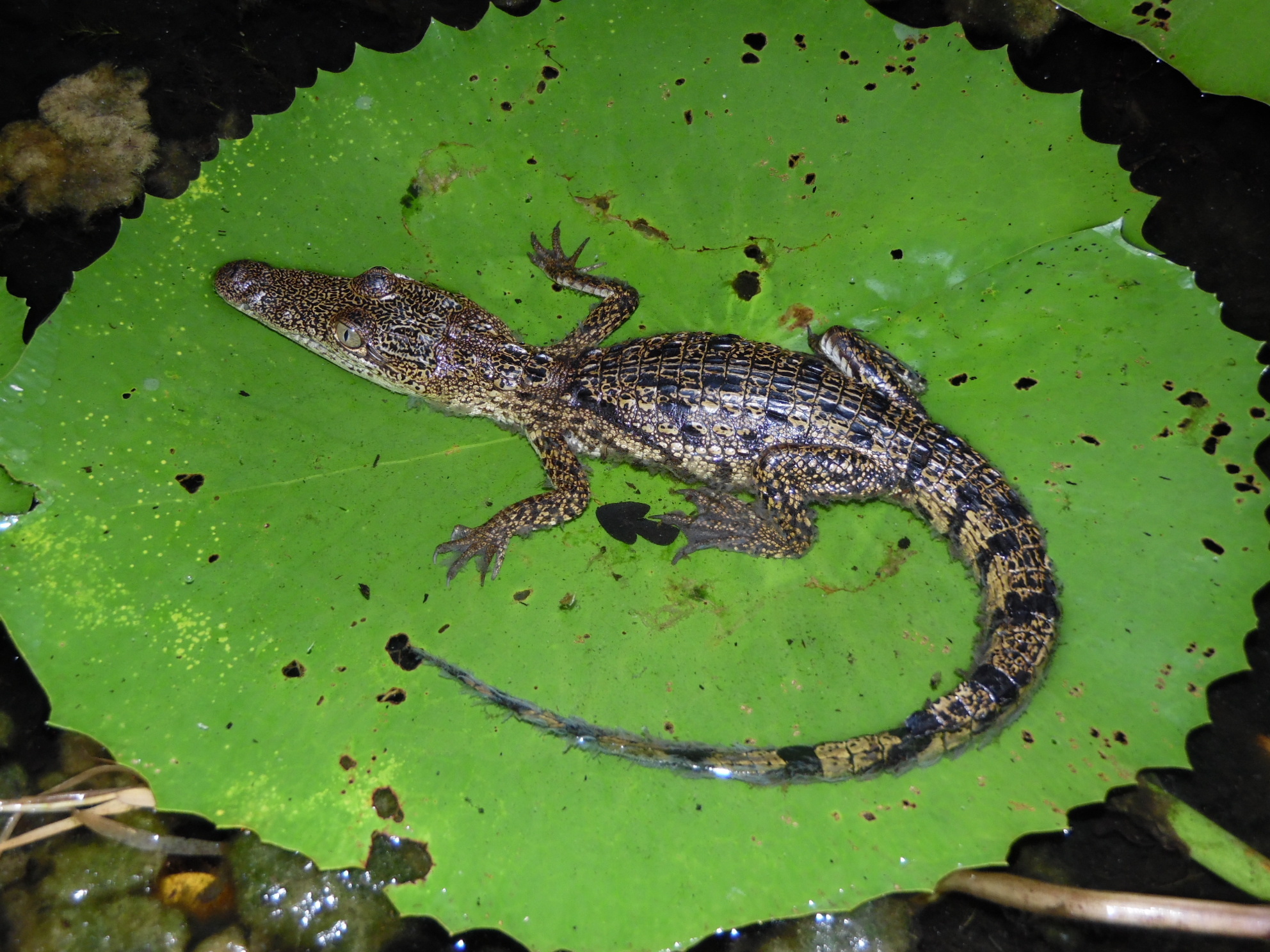 Morelet's Crocodile (Crocodylus moreletii) · iNaturalist