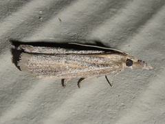Coenochroa bipunctella