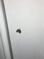 Glaphyria fulminalis