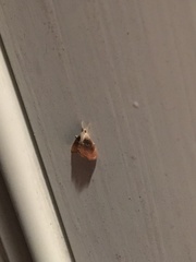 Glaphyria fulminalis