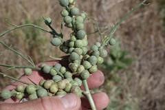 Antistrophus pisum