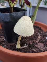 Leucocoprinus birnbaumii image