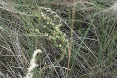 Antistrophus pisum