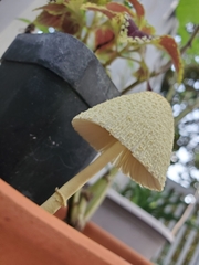 Leucocoprinus birnbaumii image