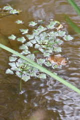 Trapa natans bispinosa