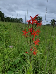 Silene regia