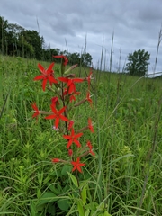 Silene regia