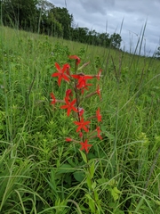 Silene regia