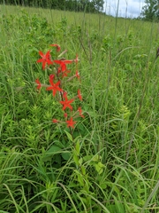 Silene regia