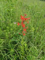 Silene regia