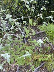 Pycnanthemum albescens
