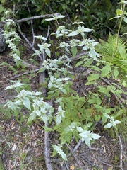 Pycnanthemum albescens