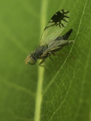Trupanea actinobola photo 4