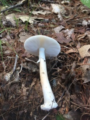 Amanita aestivalis