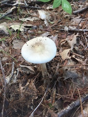 Amanita aestivalis