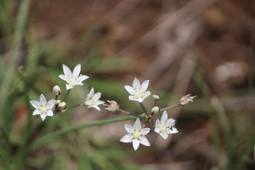 Image of Allium glandulosum by (c) José Belem Hernández Díaz, some rights reserved (CC BY)