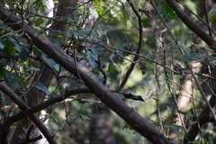 Todirostrum maculatum