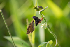 Lerodea eufala eufala