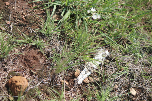 Image of Allium glandulosum by (c) José Belem Hernández Díaz, some rights reserved (CC BY)