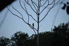 Tigrisoma