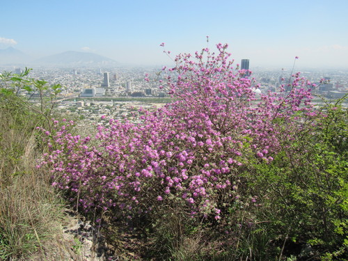 Leucophyllum frutescens