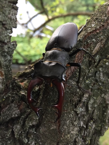 European stag beetle