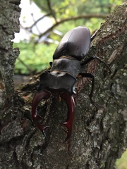 Lucanus cervus