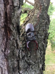Lucanus cervus