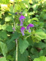 Lamium maculatum