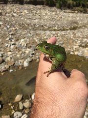 Pelophylax