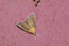 Glaphyria sesquistrialis