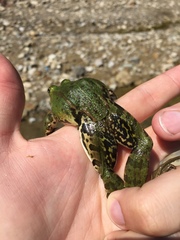 Pelophylax