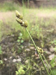 Carex cumulata