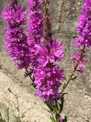 Lythrum salicaria