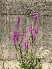 Lythrum salicaria