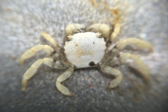 Hemigrapsus