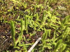 Media resource of Lycopodiella inundata