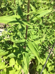 Saponaria officinalis