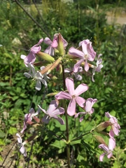 Saponaria officinalis