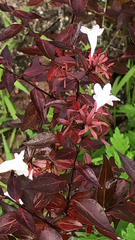 Abelia × grandiflora