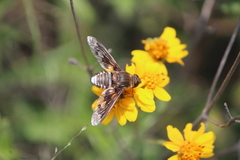 Exoprosopa pueblensis