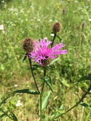 Centaurea nervosa