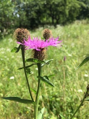 Centaurea nervosa