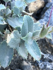 Penstemon montanus montanus