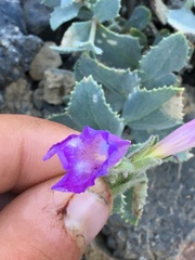 Penstemon montanus montanus