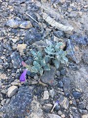 Penstemon montanus montanus