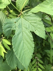 Humulus lupulus