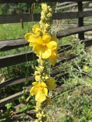 Verbascum