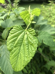 Humulus lupulus